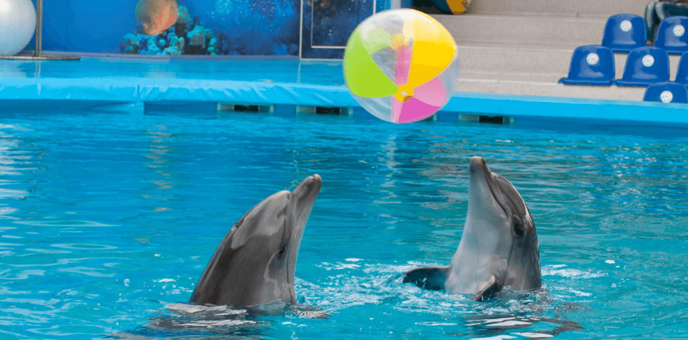 dubai dolphinarium